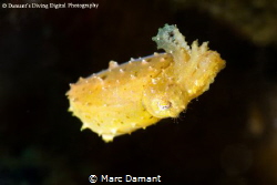 Pygmy Cuttlefish a master of disguise shows off when movi... by Marc Damant 